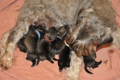 2015-anna-bell-puppies-293