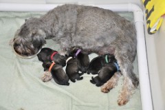 2015-anna-bell-puppies-301